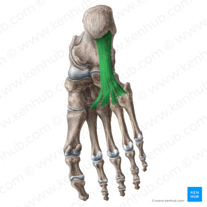 Ligamentum plantare longum (Langes Sohlenband); Bild: Liene Znotina