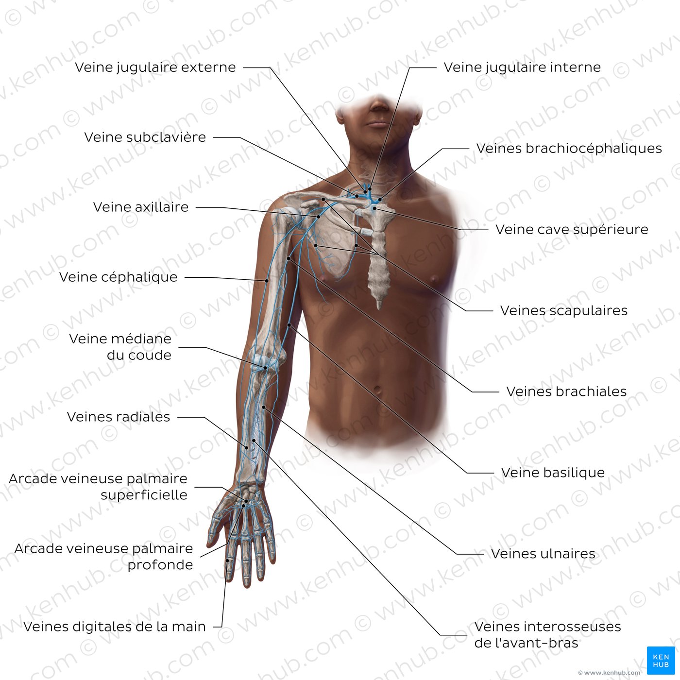 Main veins of the upper limb