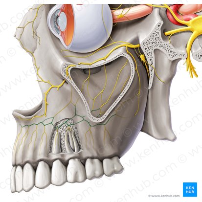 Plexus dentalis superior (Oberes Zahngeflecht); Bild: Paul Kim