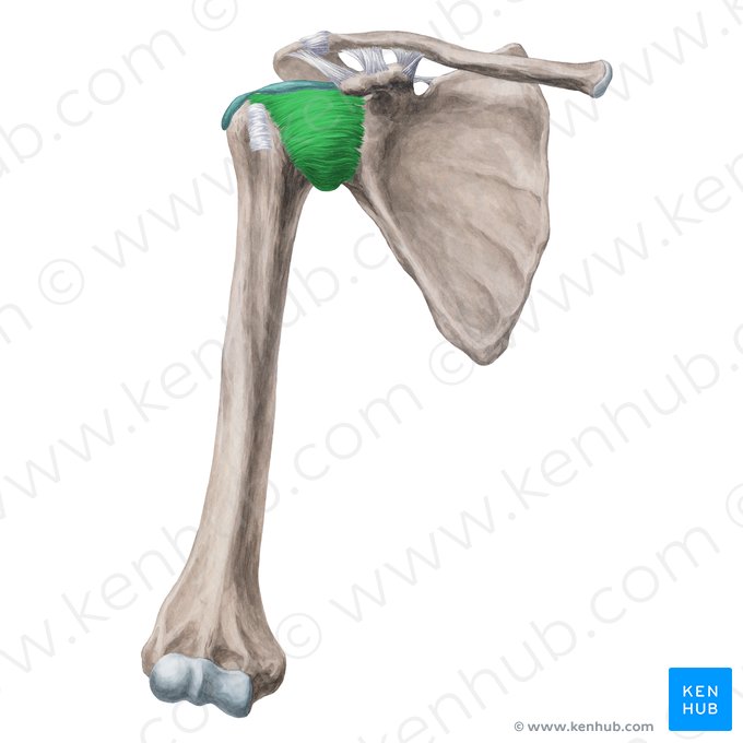 Ligamenta glenohumeralia (Glenohumeralbänder); Bild: Yousun Koh