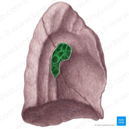 Hilum pulmonis sinistri (Linker Lungenhilus); Bild: Yousun Koh