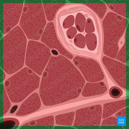 Skeletal muscle (Textus muscularis skeletalis); Image: Tal Bavli Ziv
