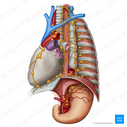 Supraclavicular lymph nodes (Nodi lymphoidei supraclaviculares); Image: Irina Münstermann