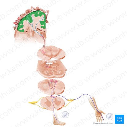 Postcentral gyrus (Gyrus postcentralis); Image: Paul Kim