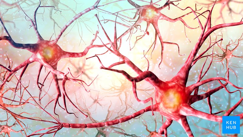 Neuronal network