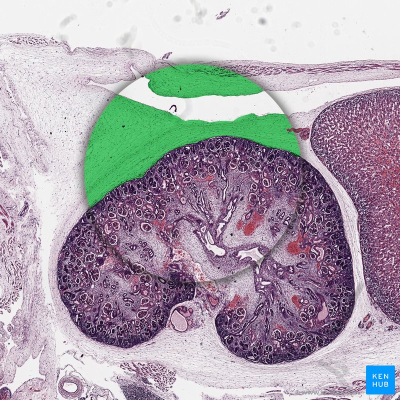 Brown adipose tissue