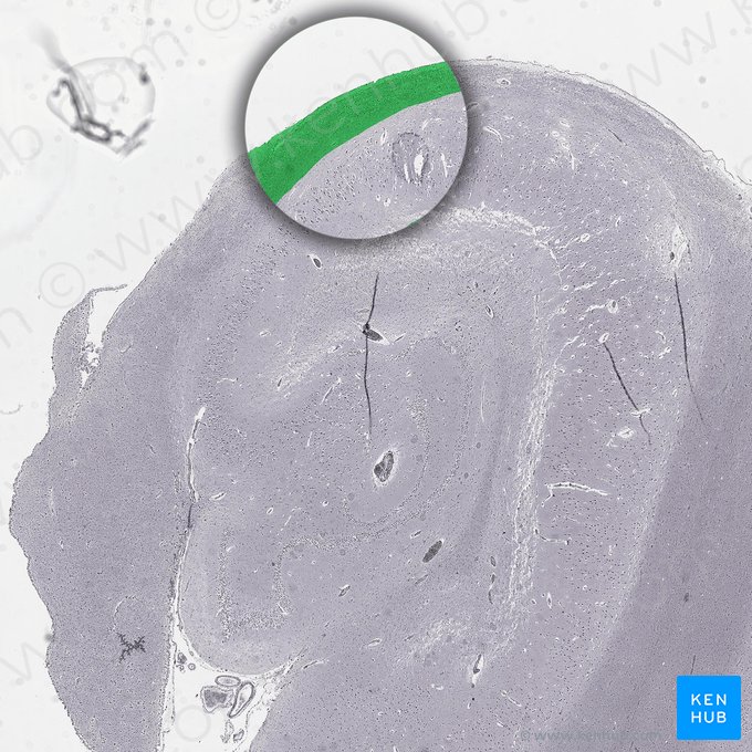 Polymorphe Schicht des Hippocampus; Bild: 