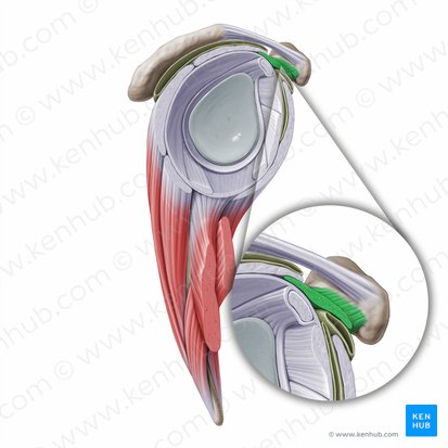 Ligamentum coracohumerale (Schnabelfortsatz-Oberarmknochen-Band); Bild: Paul Kim