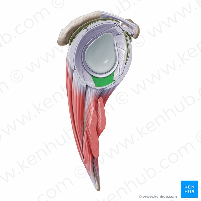 Recessus axillaris articulationis glenohumeralis (Axilläre Ausbuchtung des Schultergelenks); Bild: Paul Kim