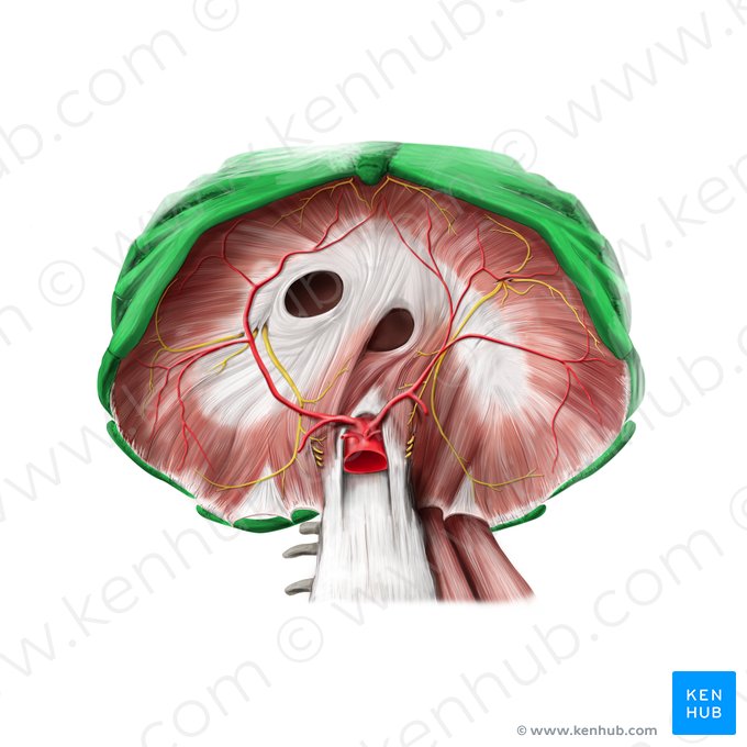 Thoracic cage (Cavea thoracis); Image: Stephan Winkler