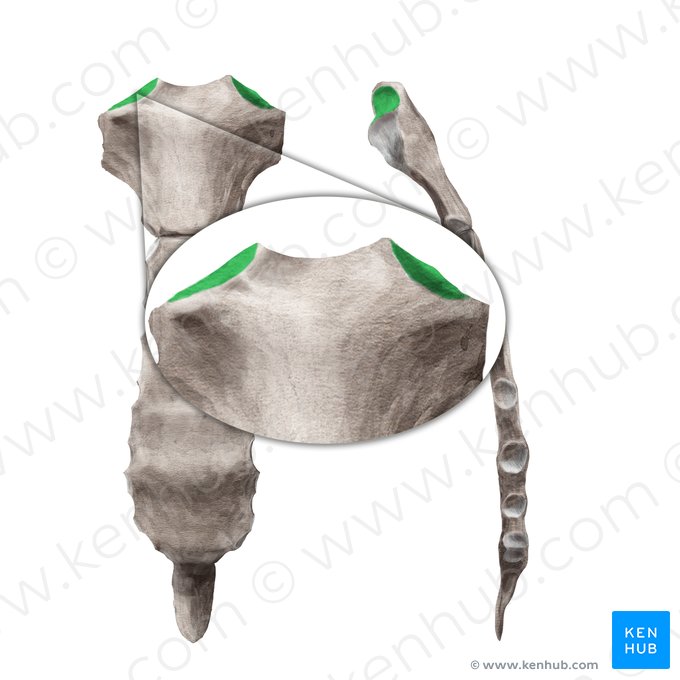 Incisura clavicularis manubrii sterni (Schlüsselbeineinschnitt des Brustbeins); Bild: Begoña Rodriguez