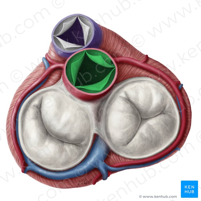 Aortic valve (Valva aortae); Image: Yousun Koh