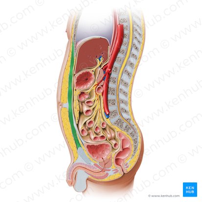 Rectus abdominis muscle (Musculus rectus abdominis); Image: Paul Kim