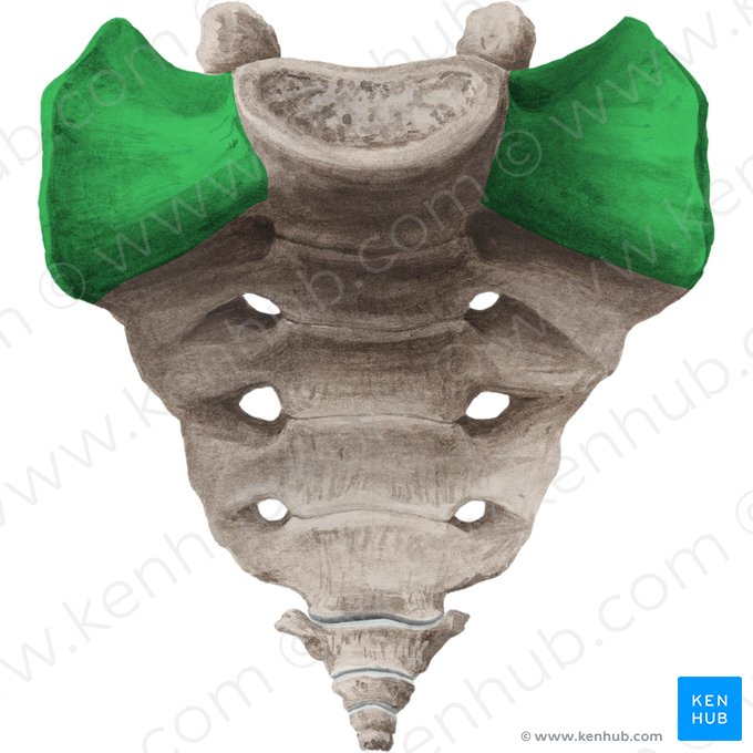 Ala of sacrum (Ala ossis sacri); Image: Liene Znotina