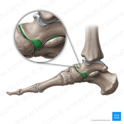 Talocalcaneonavicular joint (Articulatio talocalcaneonavicularis); Image: Paul Kim