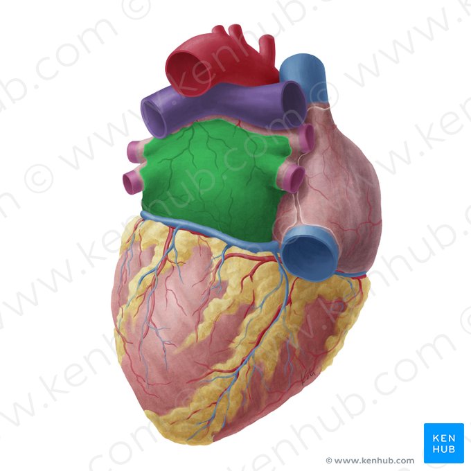 Left atrium of heart (Atrium sinistrum cordis); Image: Yousun Koh