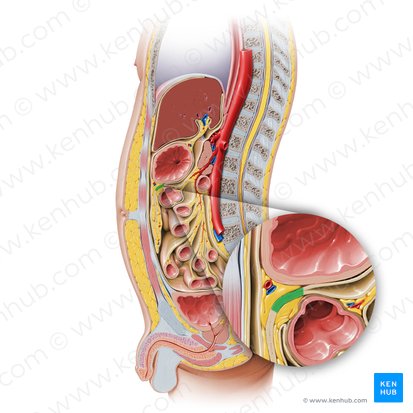 Ligamentum gastrocolicum (Magen-Dickdarm-Band); Bild: Paul Kim