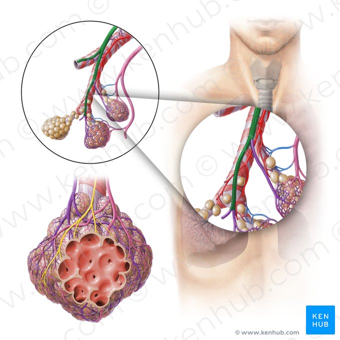 Pulmonary artery (Arteria pulmonalis); Image: Paul Kim
