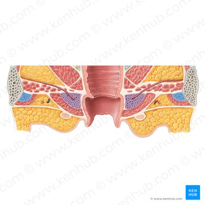 Perineal artery (Arteria perinealis); Image: Samantha Zimmerman