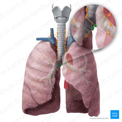 Nœuds lymphatiques trachéobronchiques inférieurs (Nodi lymphoidei tracheobronchiales inferiores); Image : Begoña Rodriguez