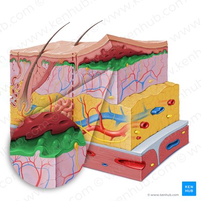 Papillary layer of dermis (Stratum papillare dermis); Image: Paul Kim