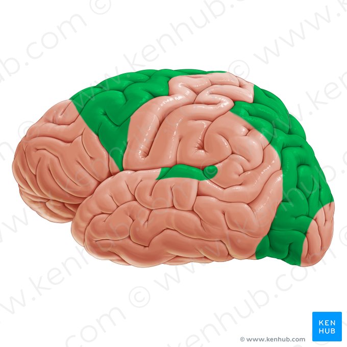 Unimodal sensory areas (Areae sensoriae unimodales); Image: Paul Kim