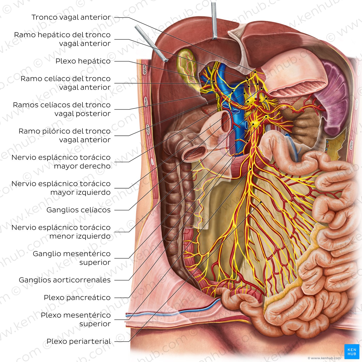 Inervación del intestino delgado