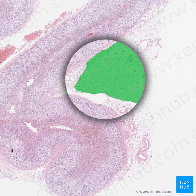 Textus adiposus periadrenalis (Periadrenales Fettgewebe); Bild: 