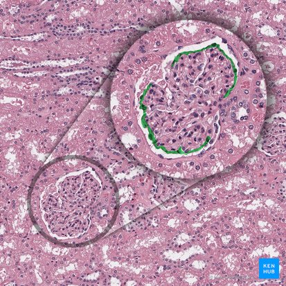 Visceral layer of glomerular capsule (Stratum viscerale capsulae glomerularis); Image: 