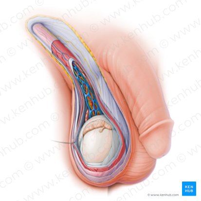 Male reproductive system; Image: Paul Kim