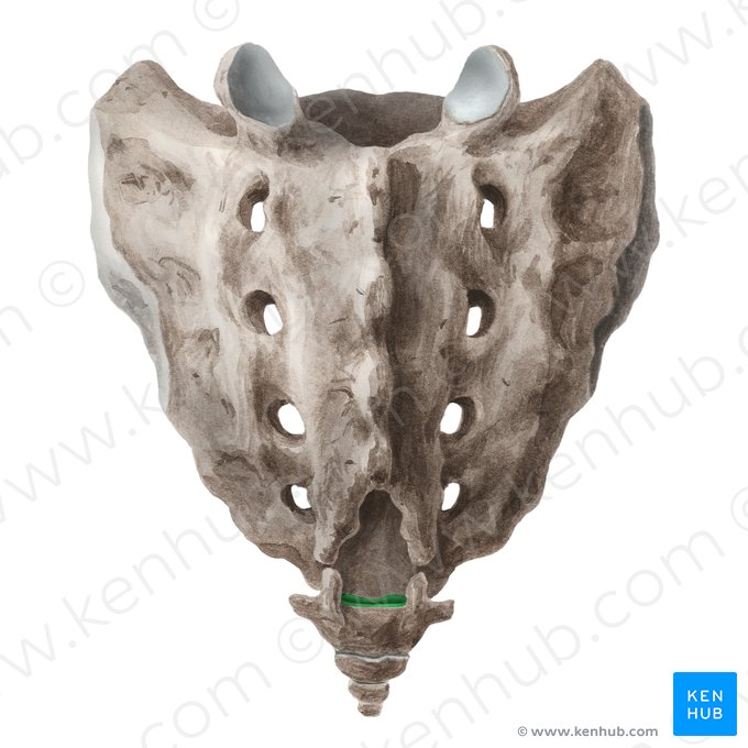 Articulatio sacrococcygea (Kreuzbein-Steißbein-Gelenk); Bild: Liene Znotina
