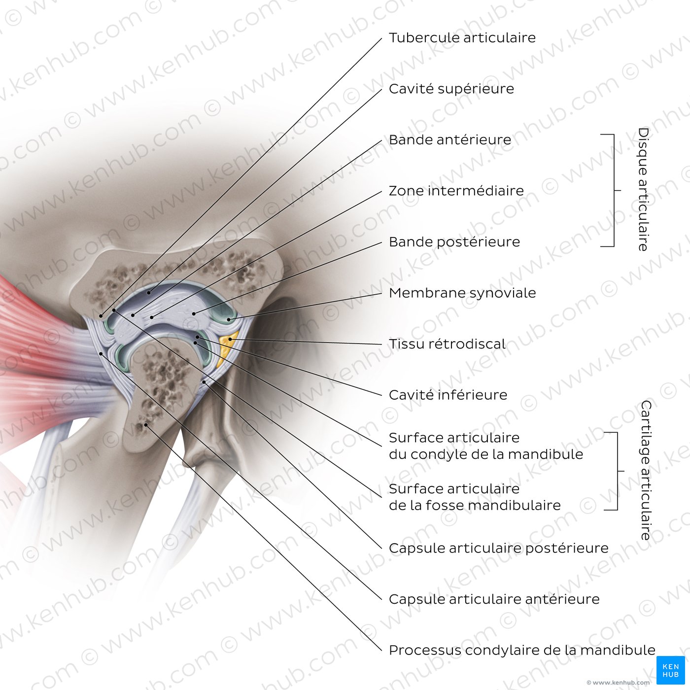 Sagittal section of the TMJ