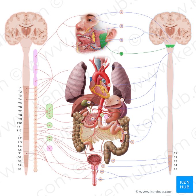 Glossopharyngeal nerve (Nervus glossopharyngeus); Image: Paul Kim