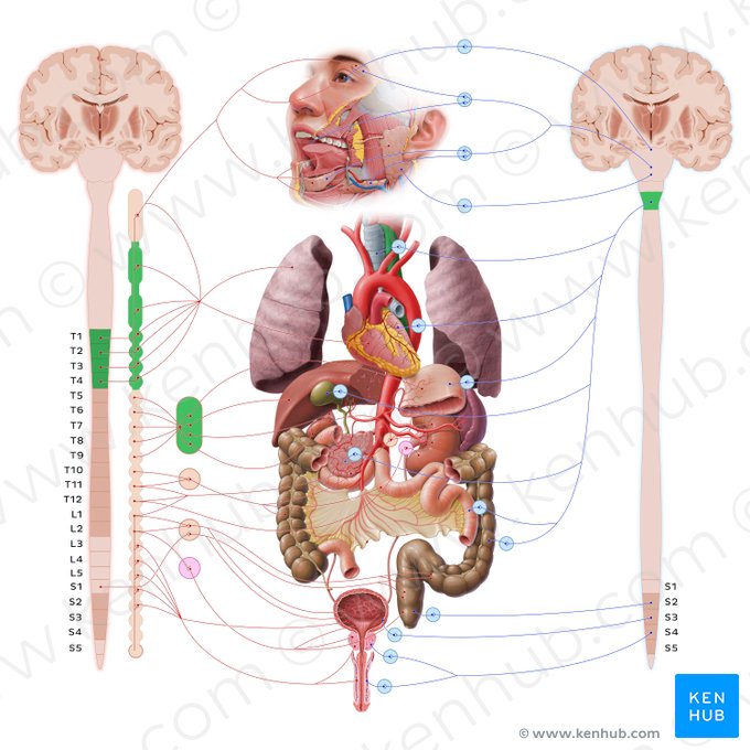 Esophagus (Oesophagus); Image: Paul Kim