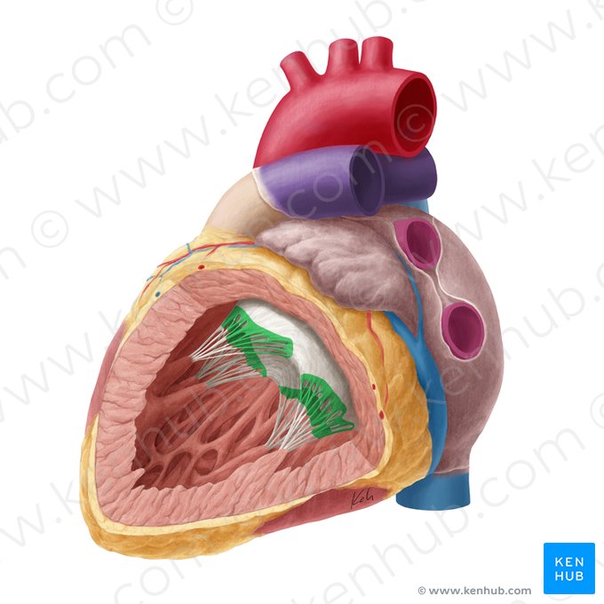 Rough zone of left atrioventricular valve (Zona aspera valvae atrioventricularis sinistrae); Image: Yousun Koh
