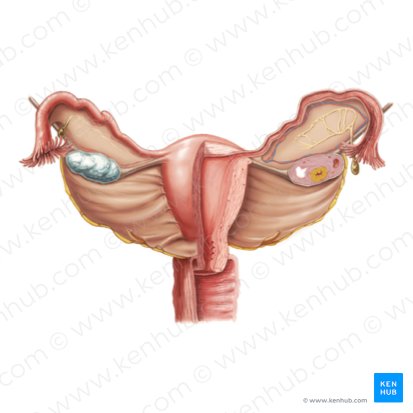 Female reproductive system; Image: Paul Kim