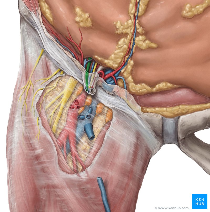Testicular artery - ventral view