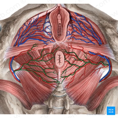 Veias retais inferiores (Venae anorectales inferiores); Imagem: Rebecca Betts