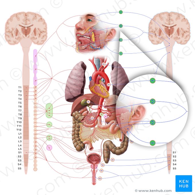 Parasympathetic ganglia of head (Ganglia parasympathica capitis); Image: Paul Kim