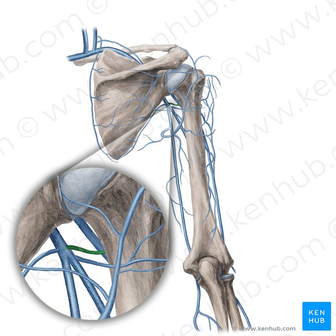 Vena circumflexa anterior humeri (Vordere Oberarmkranzvene); Bild: Yousun Koh