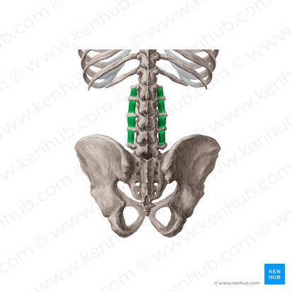 Lateral intertransversarii lumborum muscles (Musculi intertransversarii laterales lumborum); Image: Yousun Koh