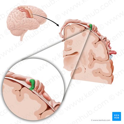 Corteza motora del dedo meñique (Cortex motorius digiti minimi manus); Imagen: Paul Kim