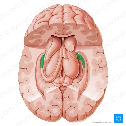 Hippocampus; Image: Paul Kim
