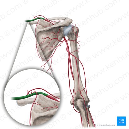 Subclavian artery (Arteria subclavia); Image: Yousun Koh