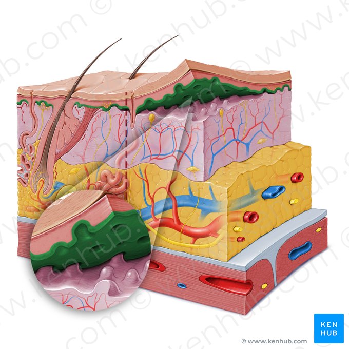 Camada basal da epiderme (Stratum basale epidermis); Imagem: Paul Kim