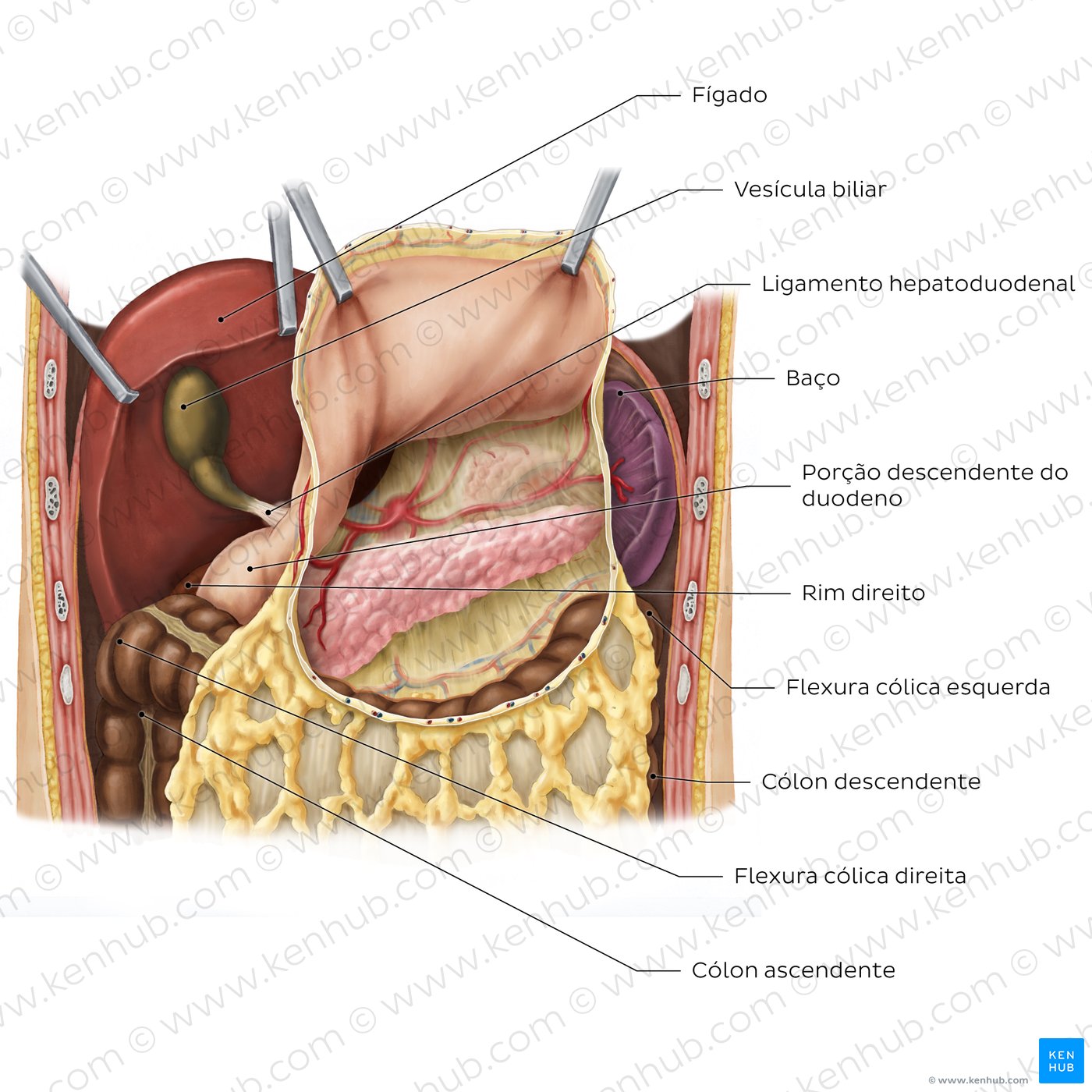 Saco menor - um diagrama