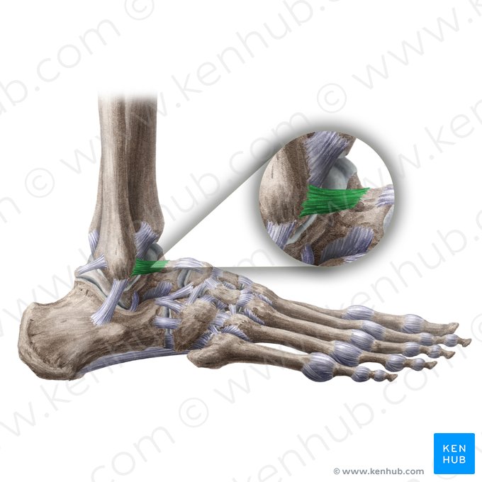 Ligamentum talofibulare anterius (Vorderes Sprungbein-Wadenbein-Band); Bild: Liene Znotina
