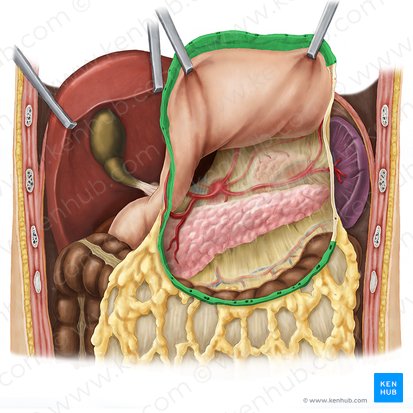 Ligamento gastrocólico (Ligamentum gastrocolicum); Imagem: Esther Gollan