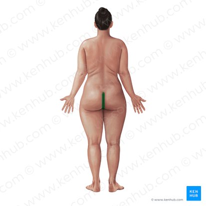 Hendidura interglútea (Crena interglutealis); Imagen: Paul Kim