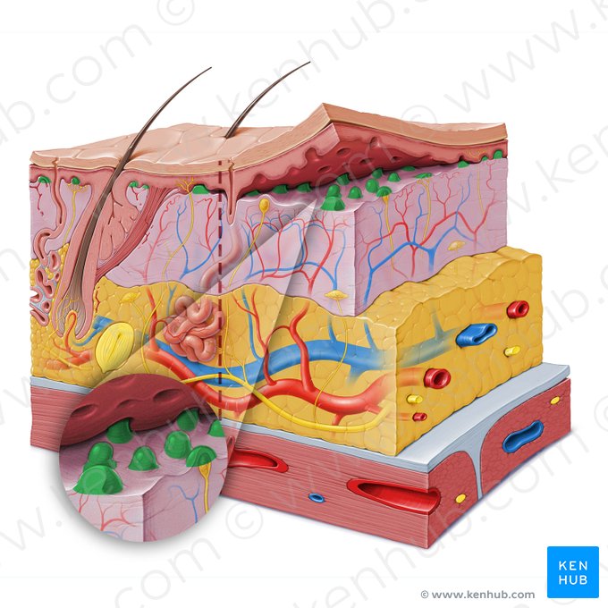 Papila dérmica (Papilla dermis); Imagem: Paul Kim